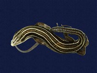 藏品(琉球藍尾石龍子)的圖片